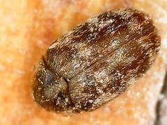 Anthrenocerus australis