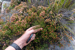 Athanasiinae