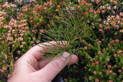 Athanasiinae