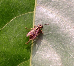 Ropalidia flavopicta