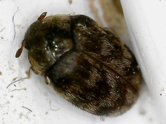 Anthrenocerus australis