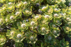 Serruria glomerata × villosa