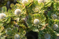 Serruria glomerata × villosa