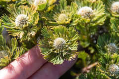Serruria glomerata × villosa