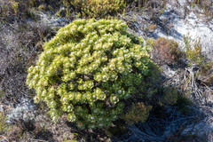 Serruria glomerata × villosa