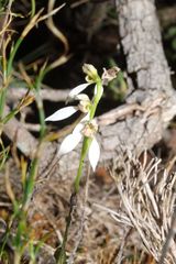 Eriochilus dilatatus