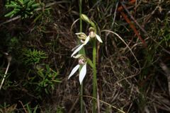 Eriochilus dilatatus