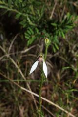 Eriochilus dilatatus