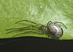 Mesida argentiopunctata