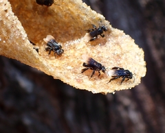 Tetrigona melanoleuca