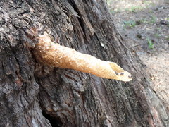 Tetrigona melanoleuca