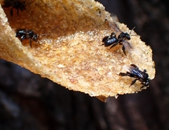 Tetrigona melanoleuca