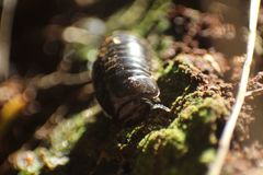 Cynotelopus notabilis