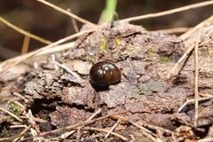 Cynotelopus notabilis