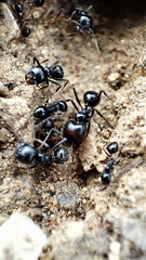 Messor barbarus