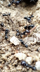 Messor barbarus