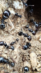 Messor barbarus