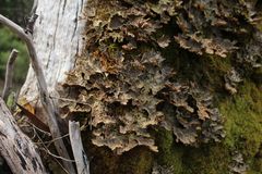 Pseudocyphellaria neglecta