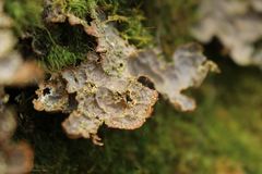 Pseudocyphellaria neglecta