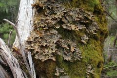 Pseudocyphellaria neglecta