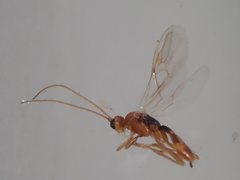 Meteorinae