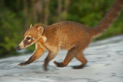 Nasua narica nelsoni