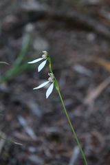 Eriochilus dilatatus