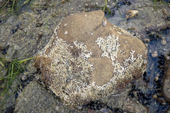 Galeolaria caespitosa