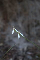 Eriochilus dilatatus