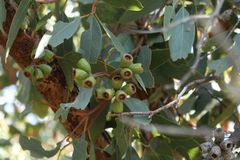 Eucalyptus angulosa
