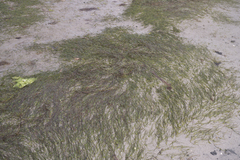 Zostera muelleri