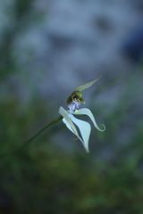 Praecoxanthus aphyllus