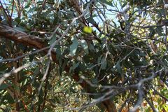 Eucalyptus angulosa
