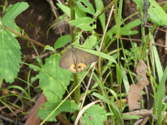 Hypocysta pseudirius