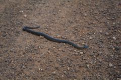 Elapognathus coronatus