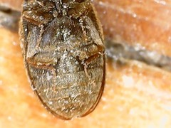 Anthrenocerus australis