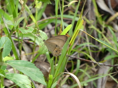 Hypocysta pseudirius