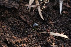 Cynotelopus notabilis