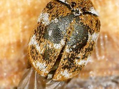 Anthrenus verbasci