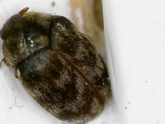 Anthrenocerus australis