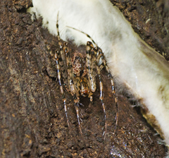Australomimetus maculosus