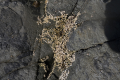 Galeolaria caespitosa