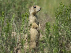 Cynomys parvidens