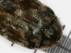 Anthrenocerus australis