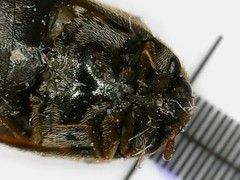 Anthrenocerus australis