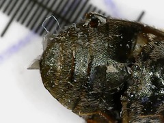 Anthrenocerus australis