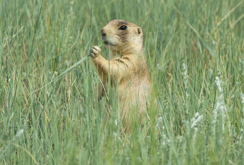 Utah Prairie Dog