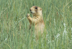 Cynomys parvidens