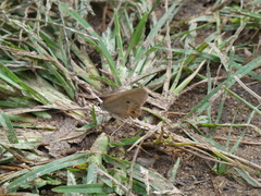 Hypocysta pseudirius