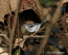 Orange-Bellied Antwren photo 2